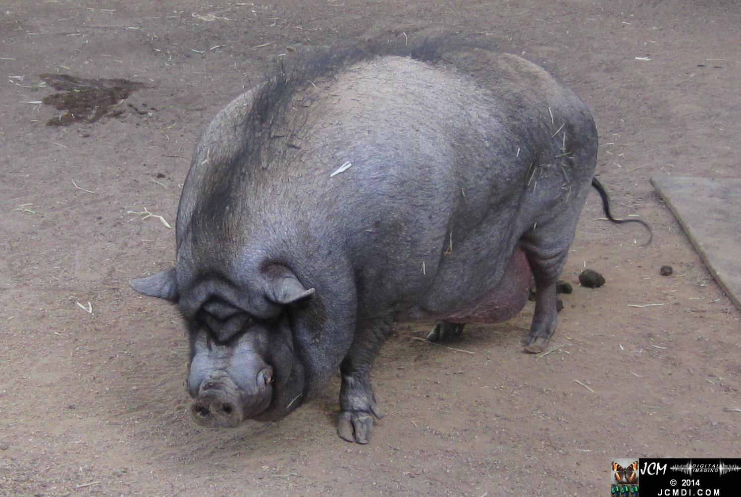 Hart Park Zoo Pot Bellied Pig